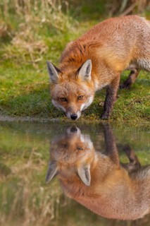 Red fox (Vulpes vulpes) adult animal and its reflection in the water as it drinks from a