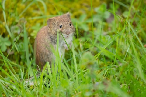 Field vole (Microtus agrestis) adult rodent animal in grassland, Suffolk, England, United Kingdom