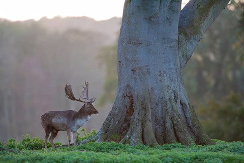 Fallow deer (Dama dama) adult male buck animal standing on the edge of a woodland, England, United