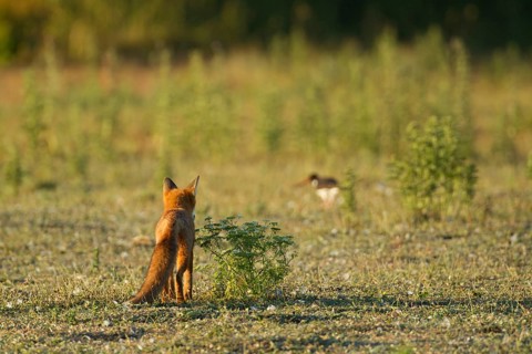 Red fox (Vulpes vulpes) adult animal watching an Oystercatcher wading bird on grassland, England,