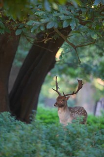 Fallow deer (Dama dama) adult male buck animal standing in woodland, England, United Kingdom