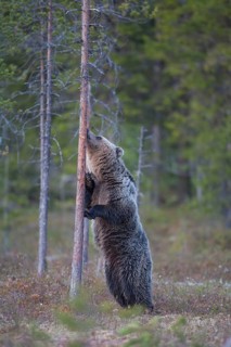 European brown bear (Ursus arctos) young adult animal sniffing a tree trunk in a boreal forest