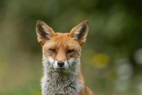 Red fox (Vulpes vulpes) adult animal head portrait in the summer, England, United Kingdom