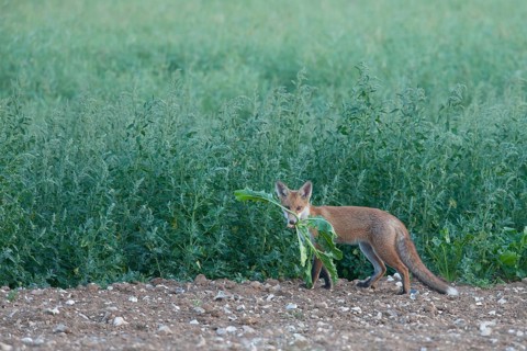 Red fox (Vulpes vulpes) juvenile baby cub animal carrying a sugar beet plant top in a farmland