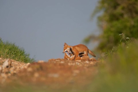 Red fox (Vulpes vulpes) two juvenile baby cub animals playing on the edge of a farmland wood in