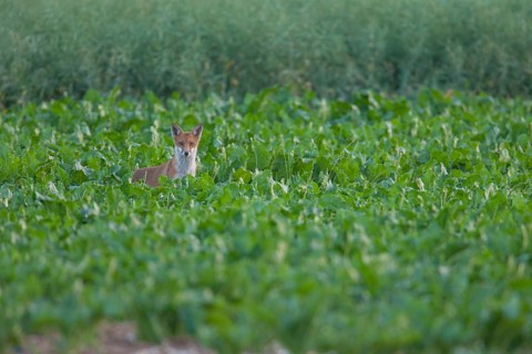 Red fox (Vulpes vulpes) juvenile baby cub animal in farmland sugar beet crop in summer, England,