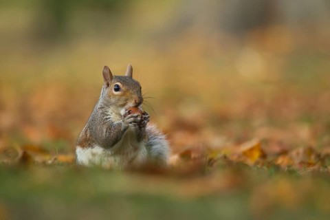 Grey squirrel (Sciurus carolinensis) adult animal feeding on an acorn nut in a woodland in autumn,