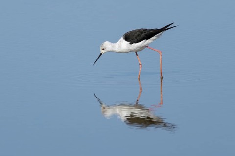 Black winged stilt (Himantopus himantopus) adult wading bird feeding in a shallow lagoon, RSPB
