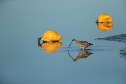 Eurasian curlew (Numenius arquata) adult wading bird in a harbour searching for food, Norfolk,