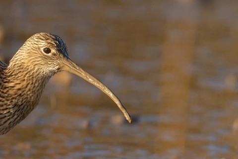 Eurasian curlew (Numenius arquata) adult wading bird head portrait, Norfolk, England, United