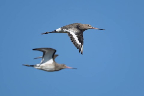 Black tailed godwit (Limosa limosa) adult wading bird in winter plumage flying, Norfolk, England,