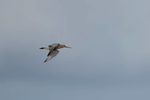 Bar tailed godwit (Limosa lapponica) adult wading bird in winter plumage in flight, RSPB Titchwell