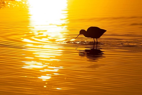 Pied avocet (Recurvirostra avosetta) adult wading bird feeding in a lagoon silhouette at sunset,