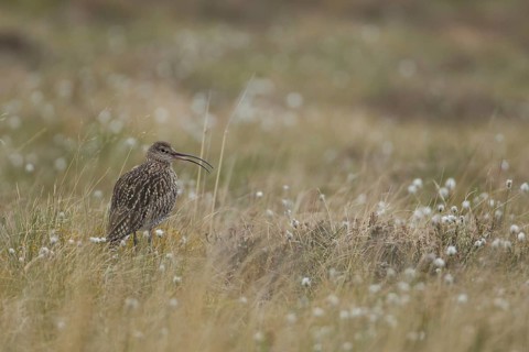 Eurasian curlew (Numenius arquata) adult wading bird calling on an upland moorland in spring,