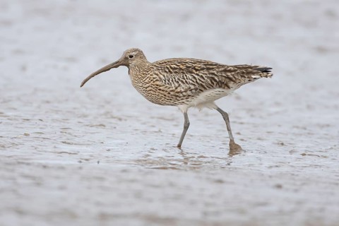 Eurasian curlew (Numenius arquata) adult wading bird on a mudflat, Norfolk, England, United Kingdom