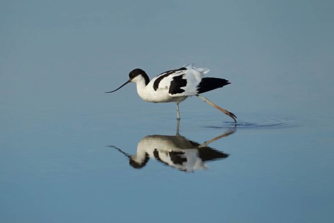 Pied avocet (Recurvirostra avosetta) adult wading bird stretching in a shallow lagoon, RSPB