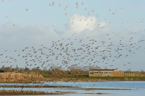 Golden plover (Pluvialis apricaria) adult wading birds in flight in a flock in winter, RSPB