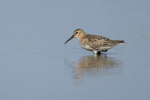 Dunlin (Calidris alpina) adult wading bird in winter plumage in a shallow lagoon, RSPB Titchwell