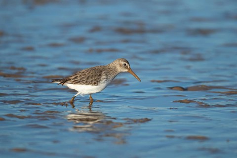 Dunlin (Calidris alpina) adult wading bird in winter plumage on a mudflat, Norfolk, England, United
