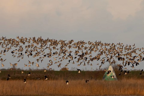 Golden plover (Pluvialis apricaria) and Northern lapwing (Vanellus vanellus) adult wading birds in