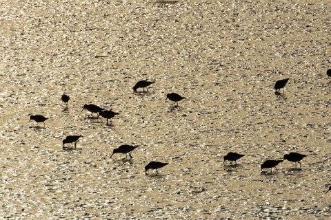 Dunlin (Calidris alpina) adult wading birds feeding on a mudflat at sunset, Norfolk, England,