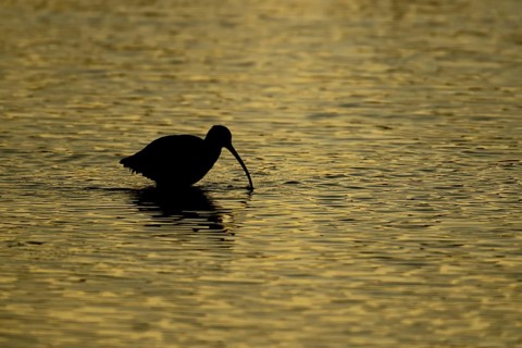Eurasian curlew (Numenius arquata) adult wading bird in a shallow lagoon silhouette at sunset,