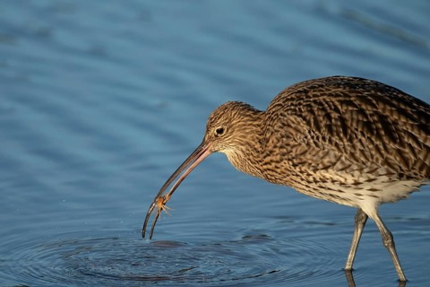 Eurasian curlew (Numenius arquata) adult wading bird catching a crab in a shallow lagoon, Norfolk,