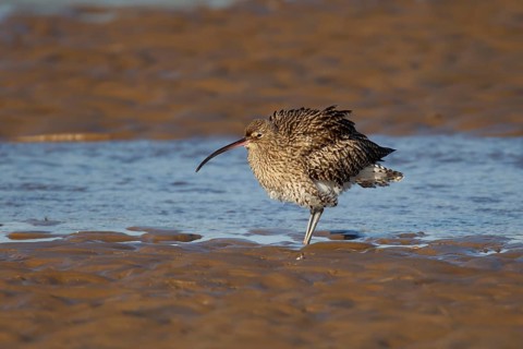 Eurasian curlew (Numenius arquata) adult wading bird shaking its feathers on a beach, Norfolk,