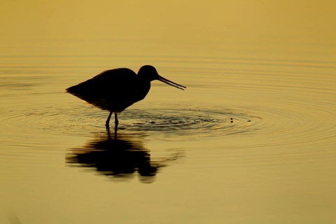 Black tailed godwit (Limosa limosa) adult wading bird feeding in a shallow lagoon silhouette at
