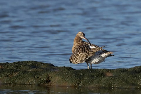 Eurasian curlew (Numenius arquata) adult wading bird preening its feathers, Norfolk, England,
