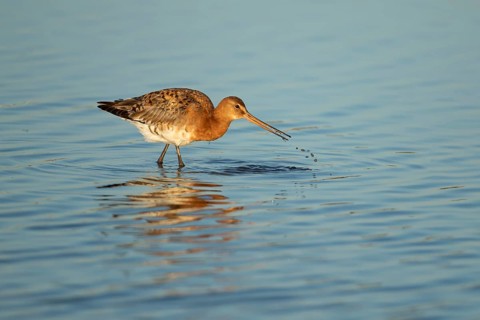 Black tailed godwit (Limosa limosa) adult male wading bird in summer plumage feeding in a shallow