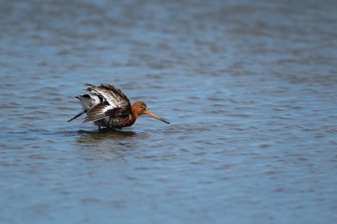 Black tailed godwit (Limosa limosa) adult male wading bird in summer plumage in a shallow lagoon,