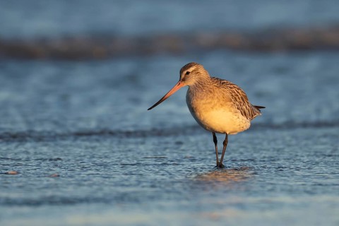 Bar tailed godwit (Limosa lapponica) adult wading bird in winter plumage in the surf of the sea,