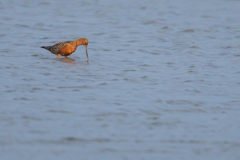 Bar tailed godwit (Limosa lapponica) adult male wading bird in summer plumage feeding in a shallow