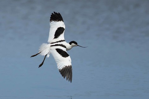 Pied avocet (Recurvirostra avosetta) adult wading bird flying low over a lagoon, RSPB Titchwell