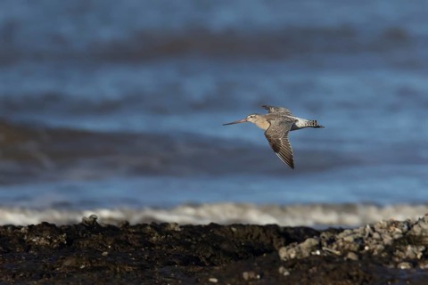 Bar tailed godwit (Limosa lapponica) adult wading bird in winter plumage in flight over a
