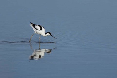 Pied avocet (Recurvirostra avosetta) adult wading bird feeding in a shallow lagoon, RSPB Titchwell