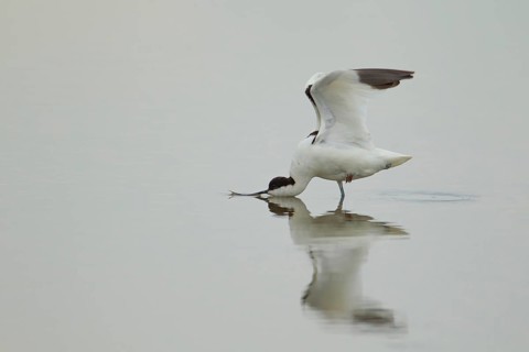 Pied avocet (Recurvirostra avosetta) adult wading bird stretching its wings in a shallow lagoon,