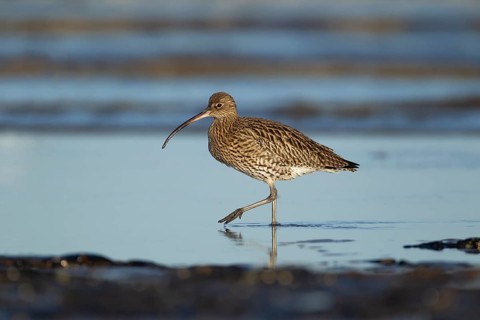 Eurasian curlew (Numenius arquata) adult wading bird walking in a coastal pool, Norfolk, England,