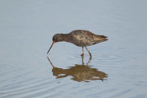 Spotted redshank (Tringa erythropus) adult male wading bird in summer plumage in a shallow lagoon,