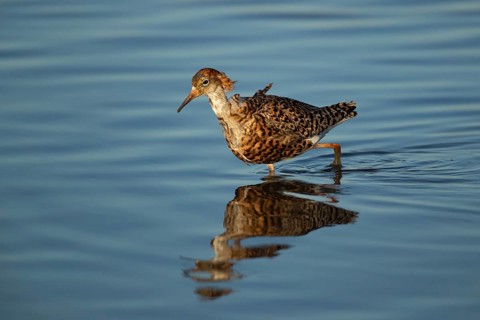 Ruff (Philomachus pugnax) adult wading bird in summer plumage in a shallow lagoon, RSPB Titchwell