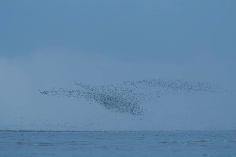Red knot (Calidris canutus) adult wading birds flying at hide tide in a flock over the sea, RSPB