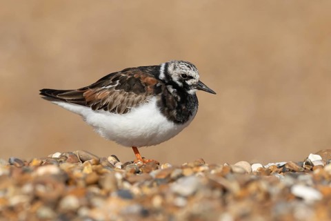 Ruddy turnstone (Arenaria interpres) adult wading bird in summer plumage on a beach, England,