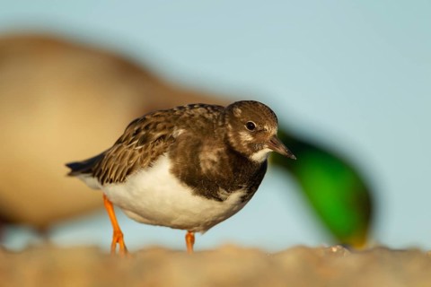 Ruddy turnstone (Arenaria interpres) adult wading bird in winter plumage on a beach, England,