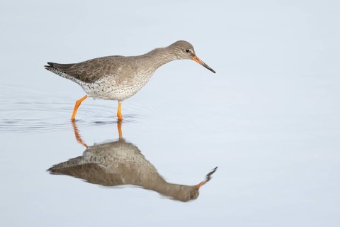 Common redshank (Tringa totanus) adult wading bird in a shallow lagoon, RSPB Titchwell nature
