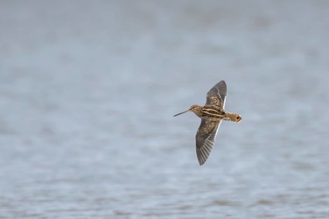 Common snipe (Gallinago gallinago) adult wading bird flying over a lake, Suffolk, England, United