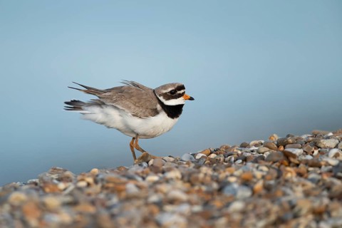 Ringed plover (Charadrius hiaticula) adult wading bird on a shingle beach, Suffolk, England, United
