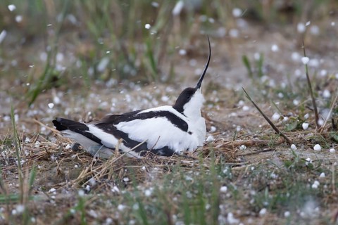 Pied avocet (Recurvirostra avosetta) adult wading bird sitting on a nest during a hail storm in