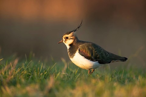 Northern lapwing (Vanellus vanellus) adult wading bird on a grass bank, RSPB Frampton marsh nature