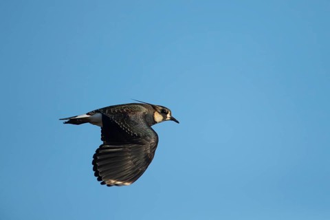 Northern lapwing (Vanellus vanellus) adult wading bird flying, RSPB Frampton marsh nature reserve,